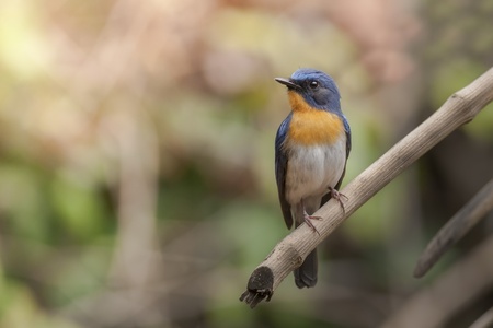 Hill Blue Flycatcher on a branch, thailandの写真素材