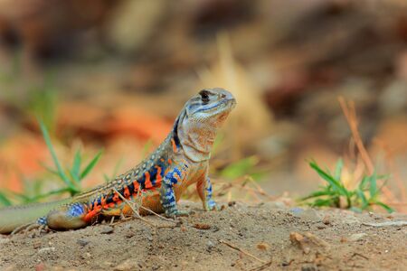 Butterfly lizard on ground,thailandの写真素材