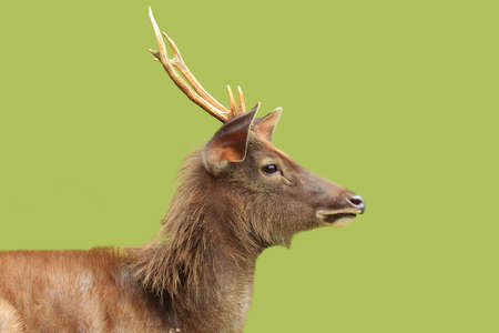 A closeup of Deer with green background , thailandの写真素材