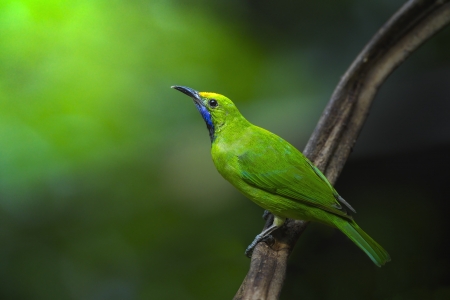 Golden-fronted Leafbird on small branch, thailandの写真素材
