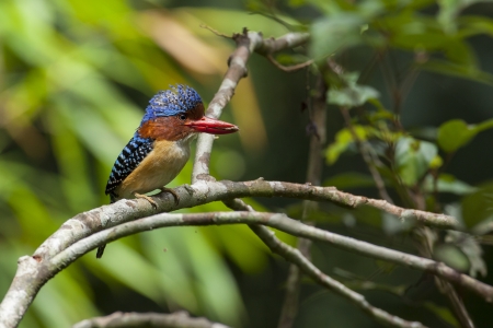 Banded kingfisher with food for chick, thailandの写真素材