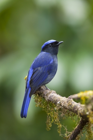 Large niltava on small branch, thailandの写真素材