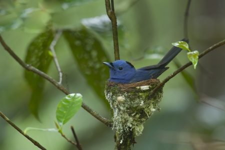 Black-naped monarch on their nest, thailandの写真素材