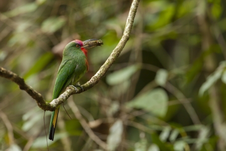 Red-beared Bee-eater with food for chick, thailandの写真素材