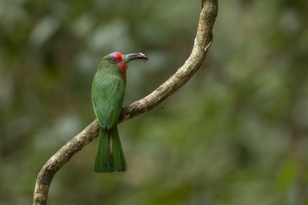 Red-beared Bee-eater with food for chick, thailandの写真素材