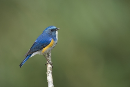 Himalayan Bluetail on small branch, thailandの写真素材