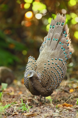 Gray peacock-pheasant (male) on the ground, thailandの写真素材