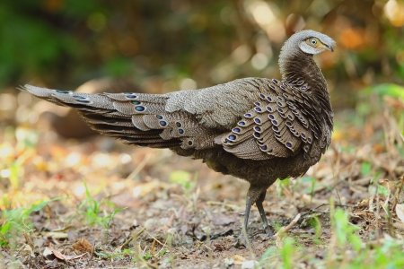 Gray peacock-pheasant (male) on the ground, thailandの写真素材