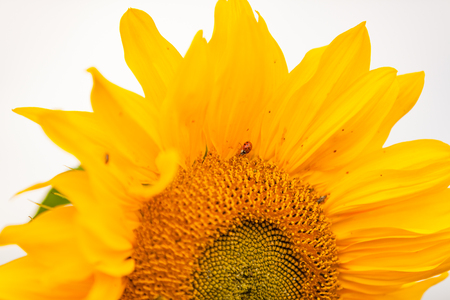 view of isolated yellow sunflowerの写真素材