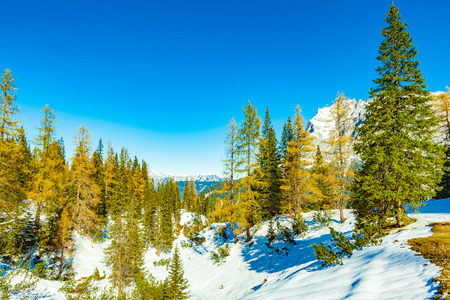 view of larch forest in ehrwaldの写真素材