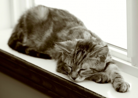 Sleeping cat on windowsillの写真素材
