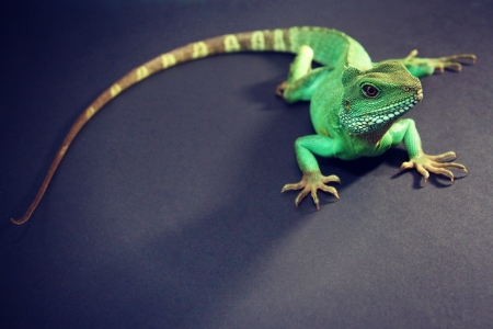 Chinese Water Dragonの写真素材