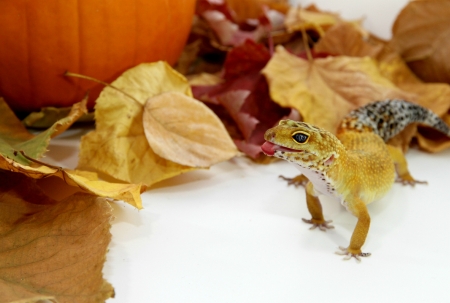 Leopard Geckoの写真素材