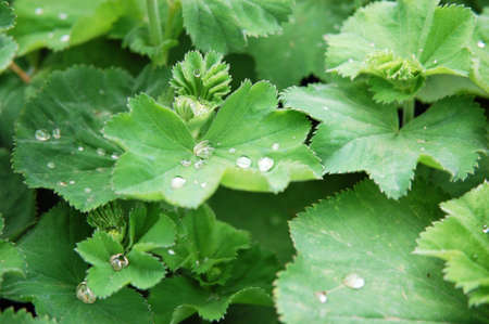 Water droplet leavesの写真素材
