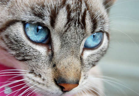 Blue eyed Catの写真素材