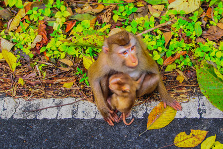 Monkey to hold baby monkey の写真素材