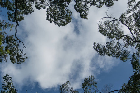 Frame with leaves on a background cloudy sky.の写真素材