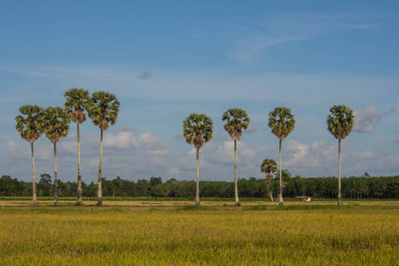 Landscape of plam tree and rice fields.の写真素材