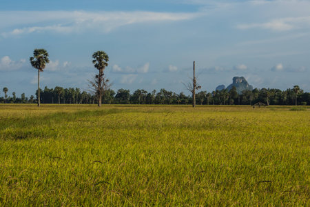 Landscape of rice fields in countryside Thailand.の写真素材