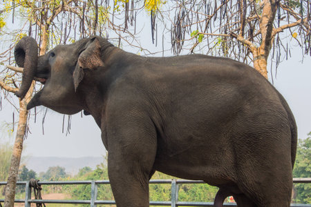 Thai elephant smile to make merry.の写真素材