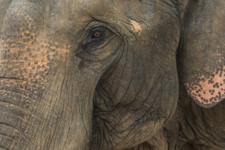 Thai elephant lonely to make tears flow.の写真素材