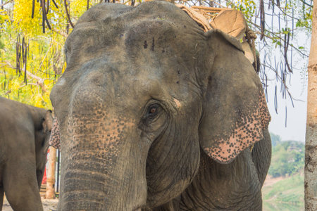 Thai elephant lonely.の写真素材