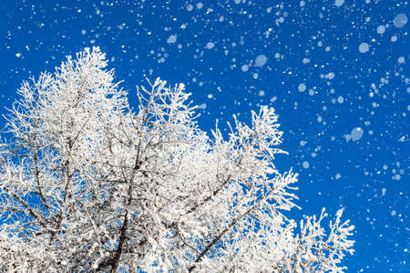 Snowfall in winter forest. Beautiful winter landscapeの写真素材