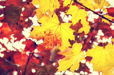 Yellow and red maple leaves in forest. Beautiful autumn landscape, fall scene. Selective focusの写真素材