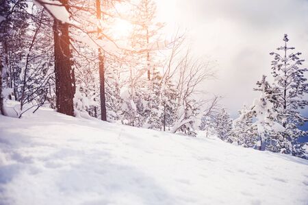 Snow-covered trees in the mountains at sunset. Beautiful winter landscape. Creative toning effectの写真素材