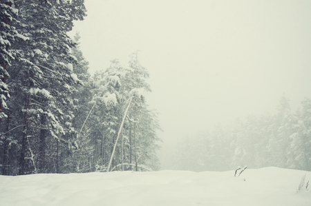 Snowfall in winter forest. Beautiful winter landscape. Creative vintage filter, retro effectの写真素材