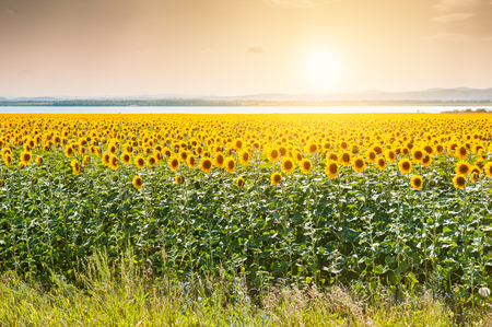 Field of yellow sunflowers at sunset. Beautiful summer landscapeの写真素材