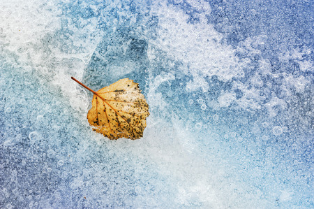 Yellow autumn leaf on the ice. Creative toning effectの写真素材