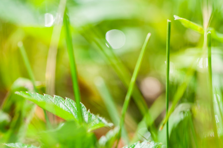 Blurred abstract background with green grass and bokehの写真素材