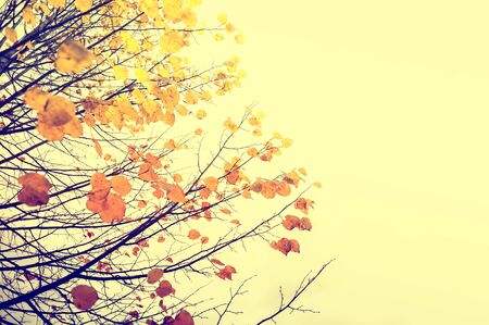 Autumn trees with yellow leaves against the sky. Autumn leaves background, space for text. Creative vintage filter, retro effect.の写真素材