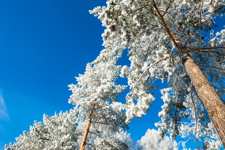 Hoarfrost and snow on the pine trees in winter forest. Beautiful winter landscape.の写真素材