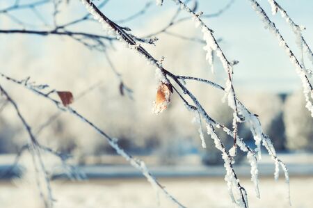Winter landscape with hoarfrost on the trees. Macro image. Small depth of sharpness. Creative toning effectの写真素材