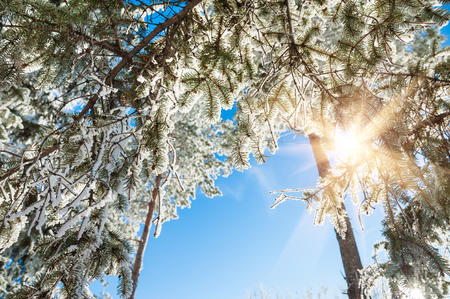 Hoarfrost and snow on the trees in winter forest at sunset. Beautiful winter landscape.の写真素材