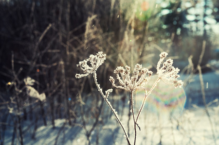 Hoarfrost and snow on the trees in winter forest. Beautiful winter landscape. Small depth of sharpnessの写真素材
