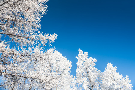 White trees and blue sky. Hoarfrost and snow on the trees in winter forest. Beautiful winter landscape.の写真素材