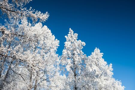 White trees and blue sky. Hoarfrost and snow on the trees in winter forest. Beautiful winter landscape.の写真素材