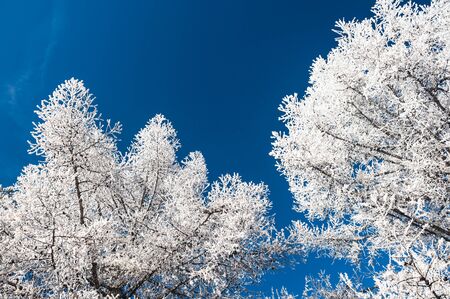 White trees and blue sky. Hoarfrost and snow on the trees in winter forest. Beautiful winter landscape.の写真素材