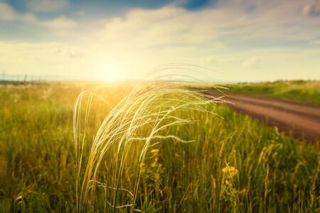 Beautiful summer landscape with grass in the field at sunset. Summer background. Small depth of sharpnessの写真素材