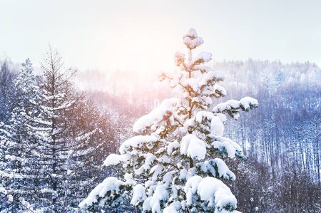 Snow covered trees in the mountains at sunset. Beautiful winter landscape. Winter forest. Creative toning effectの写真素材