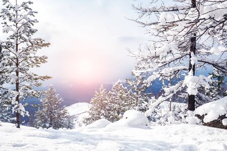 Snow covered trees in the mountains at sunset. Beautiful winter landscape. Winter forest. Creative toning effectの写真素材