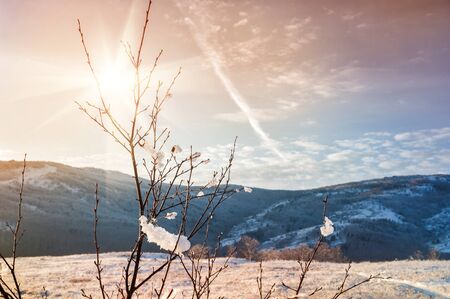 Winter nature at sunset. Snow-covered plants on the mountain. Beautiful winter landscape. Vintage filterの写真素材
