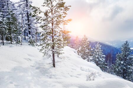 Snow covered trees in the mountains at sunset. Beautiful winter landscape. Winter forest. Creative toning effectの写真素材