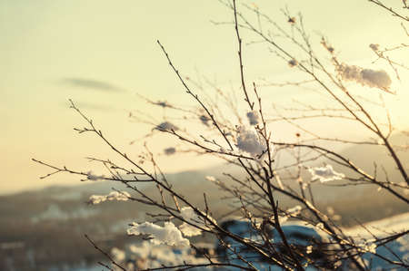 Snow-covered plants on the mountain at sunset. Beautiful winter landscape. Vintage filterの写真素材