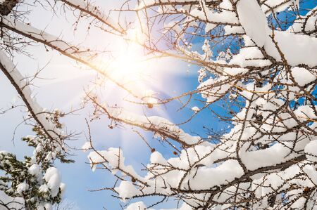 Snow covered trees in the mountains at sunset. Beautiful winter landscape. Winter forest.の写真素材