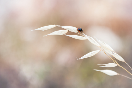 Macro image of ladybug on the grass. Small depth of field.の写真素材