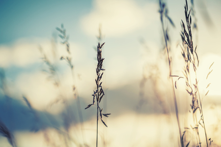 Macro image of wild grasses at sunset, small depth of field. Vintage effect. Beautiful rural natureの写真素材